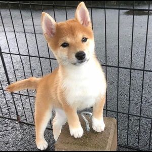 Meet your Posher, Jess